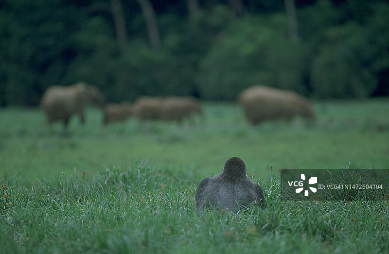 坐在草地上的猫的后视图，刚果民主共和国姆博莫图片素材