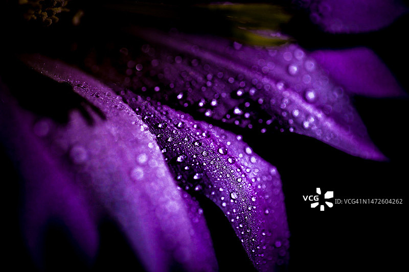 土耳其湿润紫色花朵特写图片素材