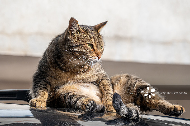 户外休息的猫咪特写，格鲁吉亚图片素材