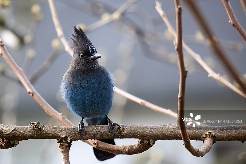 栖息在树枝上的松鸦特写，美国俄勒冈州科瓦利斯图片素材