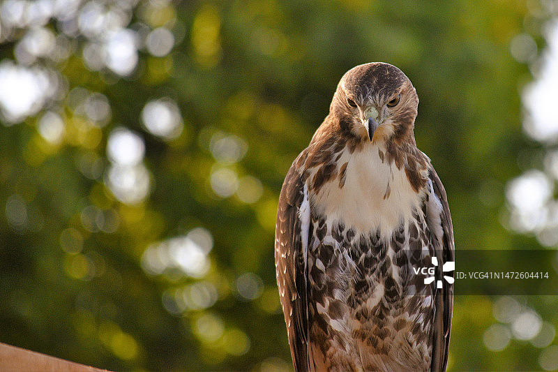 猫头鹰栖息在树枝上特写，加拿大多伦多图片素材