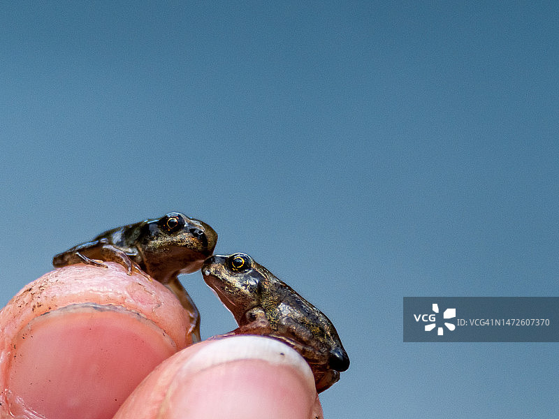 蓝天下蝌蚪与青蛙图片素材