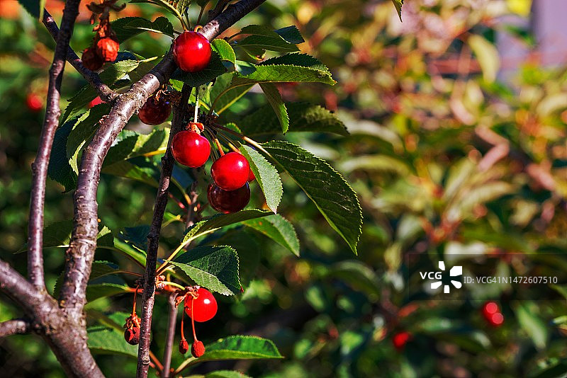 红色成熟樱桃夏季模糊背景图片素材