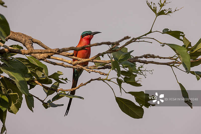 南部朱红蜂虎栖息图图片素材