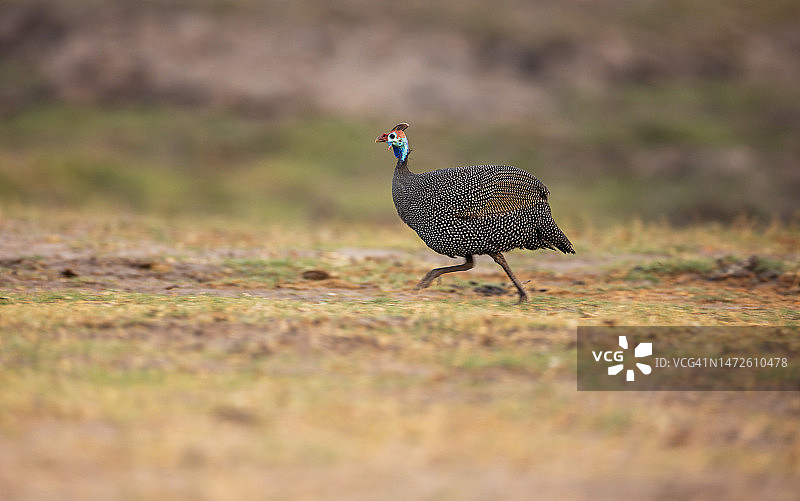 奔跑的珠鸡，乔贝国家公园图片素材