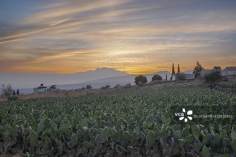 墨西哥墨西哥城米尔帕阿尔塔仙人掌种植园的日出美景图片素材
