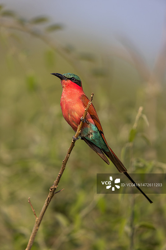 南部朱红蜂虎栖息图图片素材