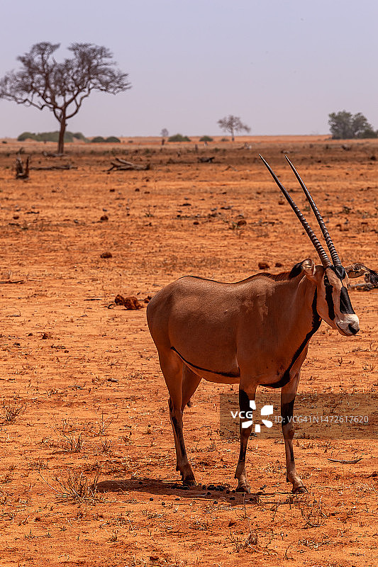 在察沃东国家公园拍摄的贝萨羚羊图片素材