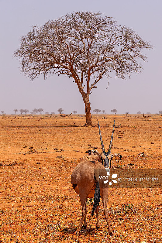在察沃东国家公园拍摄的贝萨羚羊图片素材