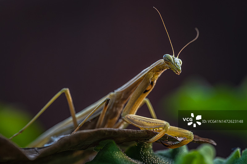 匈牙利埃斯泰尔戈姆植物上的蚱蜢特写图片素材