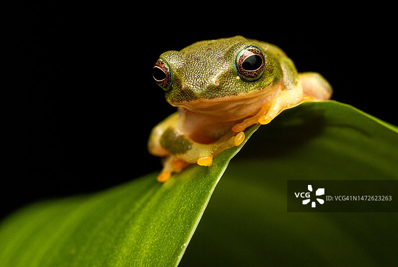 印度泰米尔纳德邦树叶上的红色物体特写图片素材