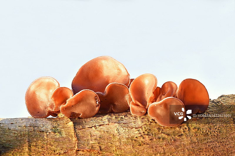 特写：法国白色背景下的木头上的蘑菇图片素材