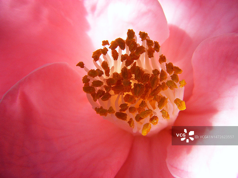 粉色花朵特写，美国加利福尼亚州洛杉矶图片素材