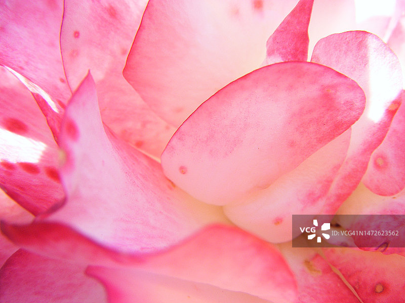 美国加利福尼亚州洛杉矶粉色玫瑰花全画幅拍摄图片素材