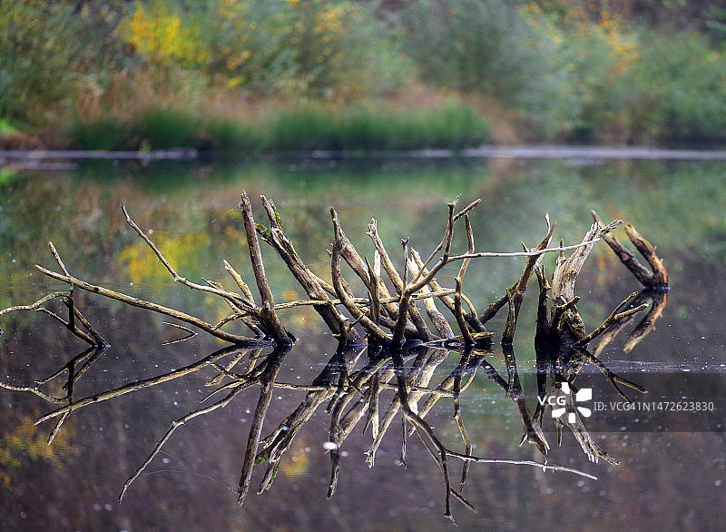德国希梅尔莫尔湖泊植物特写图片素材