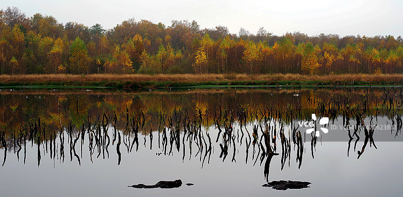 德国希梅尔莫尔湖畔树木风光图片素材