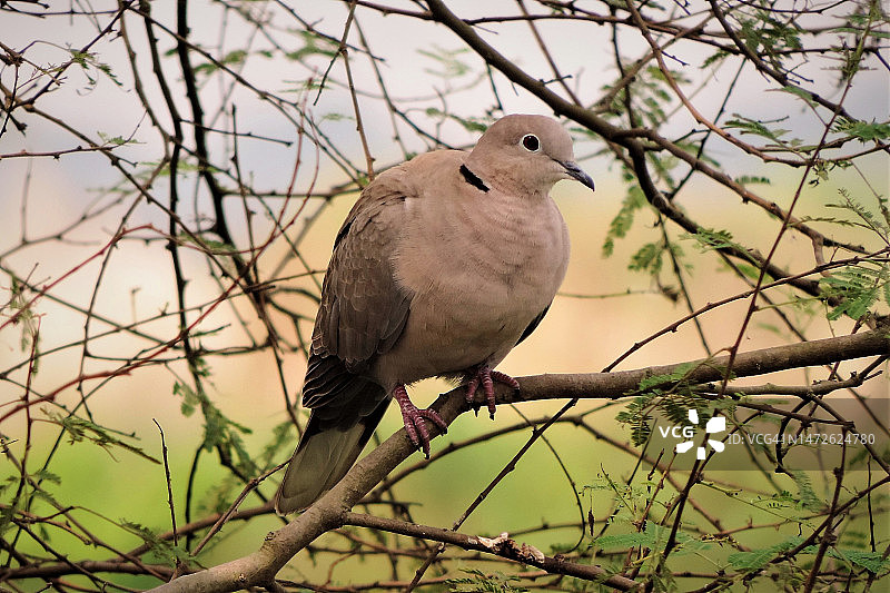印度树上哀鸽的低角度景观图片素材