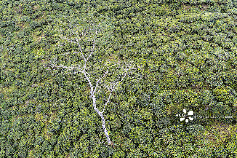 印度西孟加拉邦大吉岭茶园空中索道景观图片素材