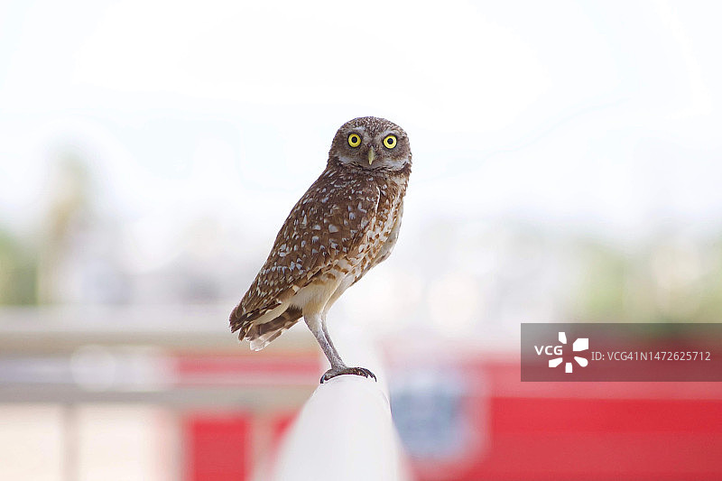 墨西哥埃莫西约栖息在栏杆上的穴鸮特写图片素材