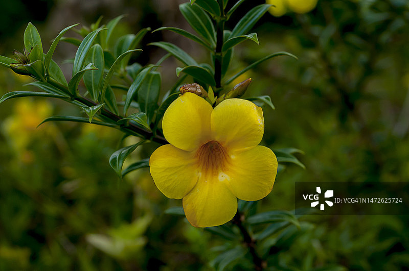 黄色开花植物特写，印度尼西亚勿加丽图片素材