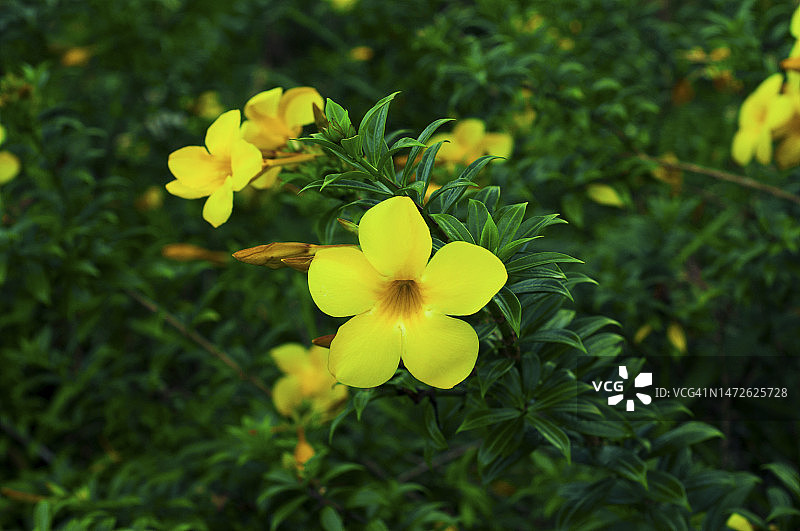 黄色开花植物特写，印度尼西亚勿加丽图片素材