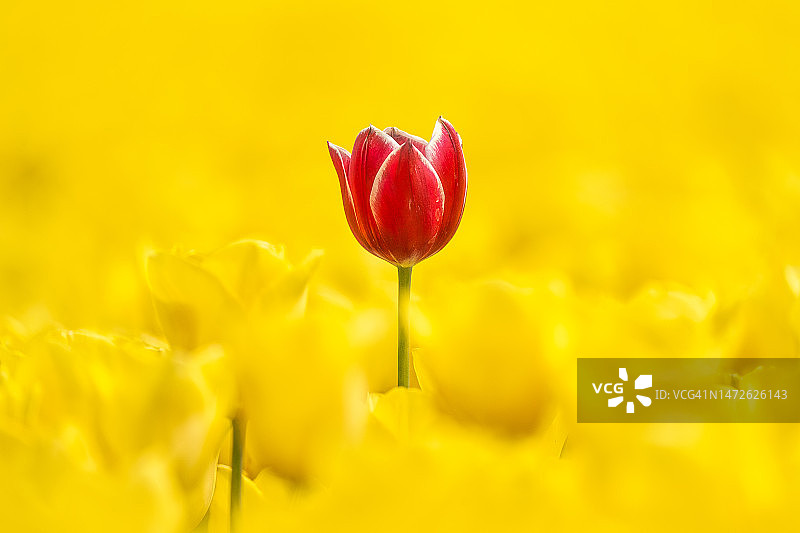 荷兰红色郁金香特写图片素材