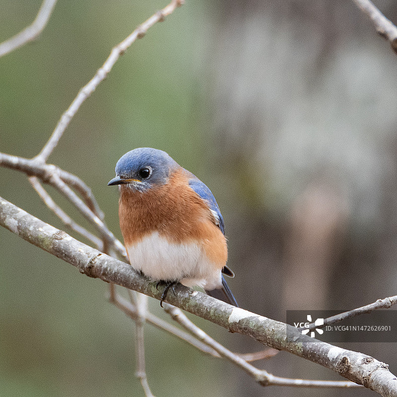 东部蓝知更鸟栖息于树枝上的特写，美国北卡罗来纳州图片素材