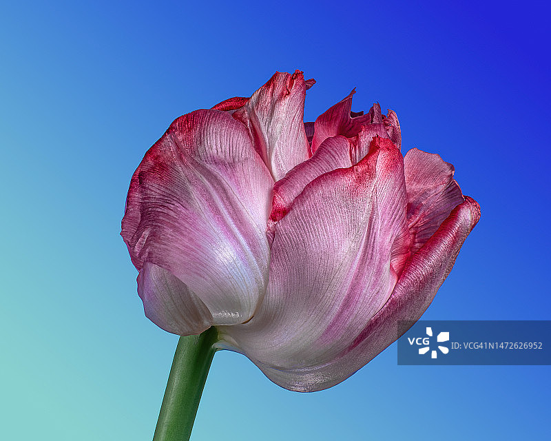 蓝色渐变背景上的红白色郁金香花朵，乌克兰工作室拍摄图片素材