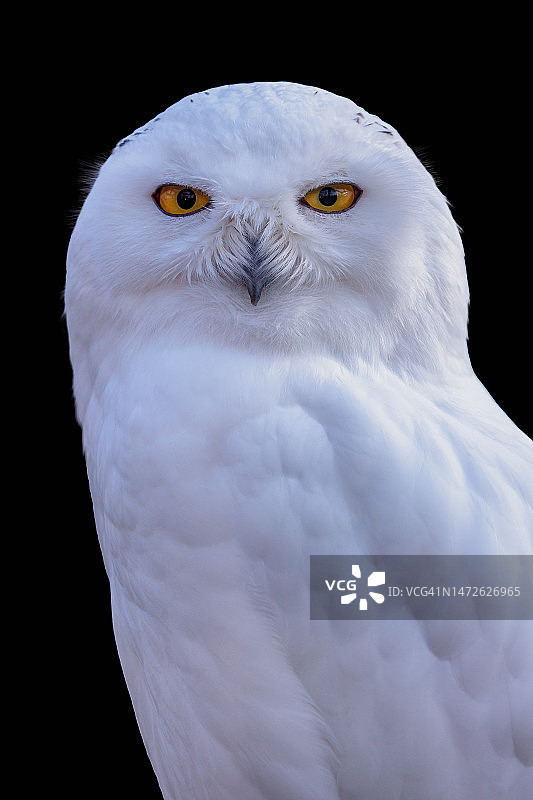 黑色背景下的雪鸮，学名：Bubo scandiacus，捷克共和国图片素材