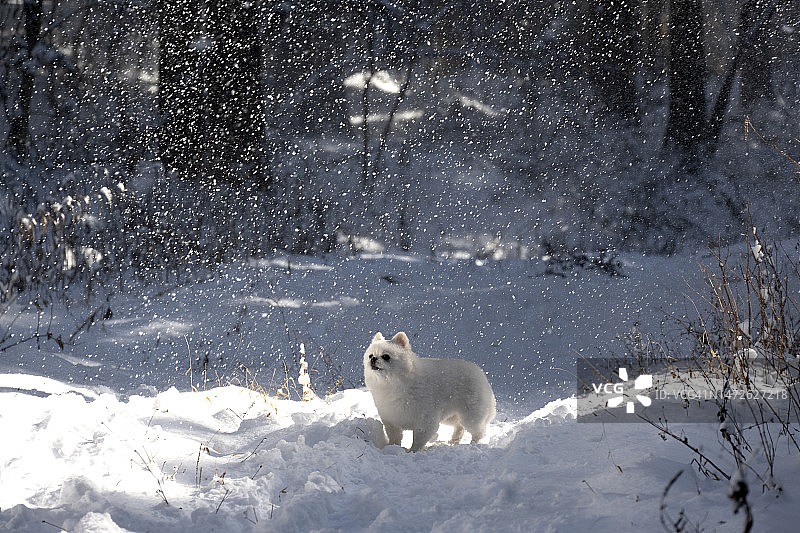 韩国雪地北极熊图片素材