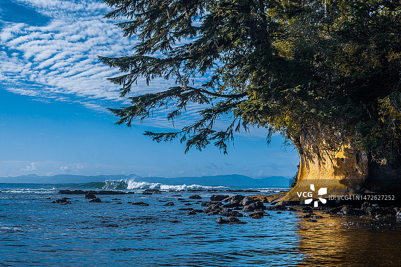 加拿大的植物海滩海景图片素材