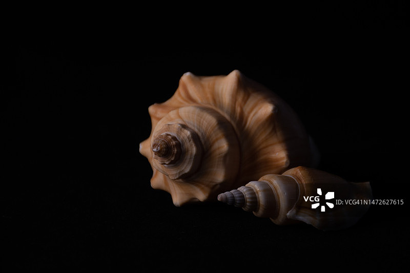 印度尼西亚黑色背景下的贝壳特写图片素材