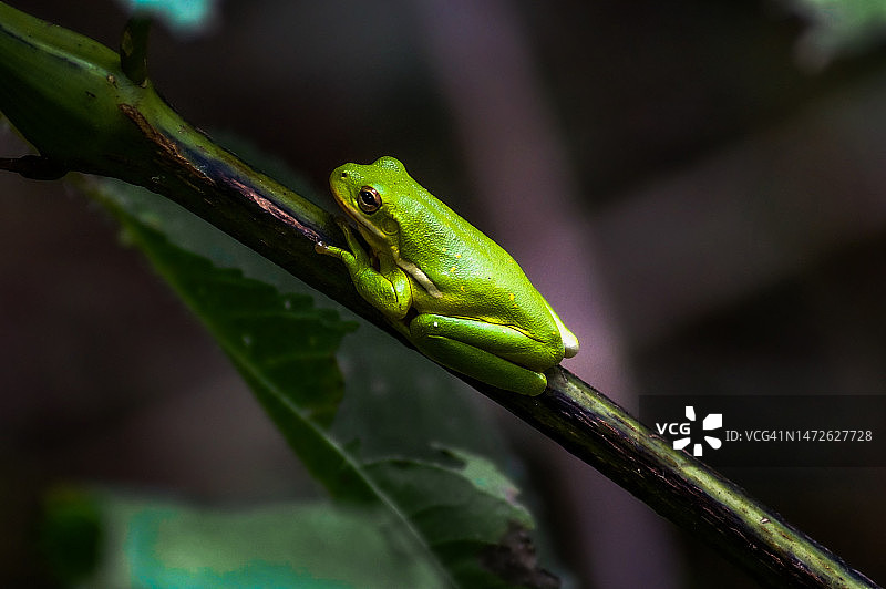 美国肖尼国家森林蜥蜴特写图片素材
