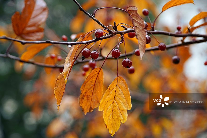 树上的秋叶特写，印度尼西亚图片素材