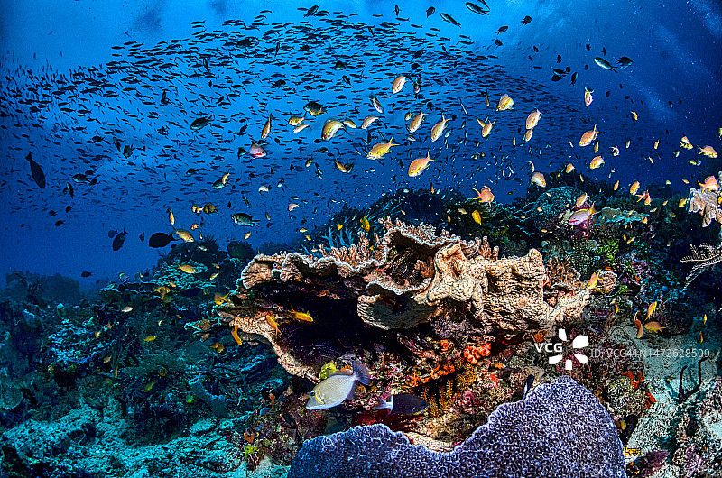 印度尼西亚亚齐海域珊瑚特写图片素材