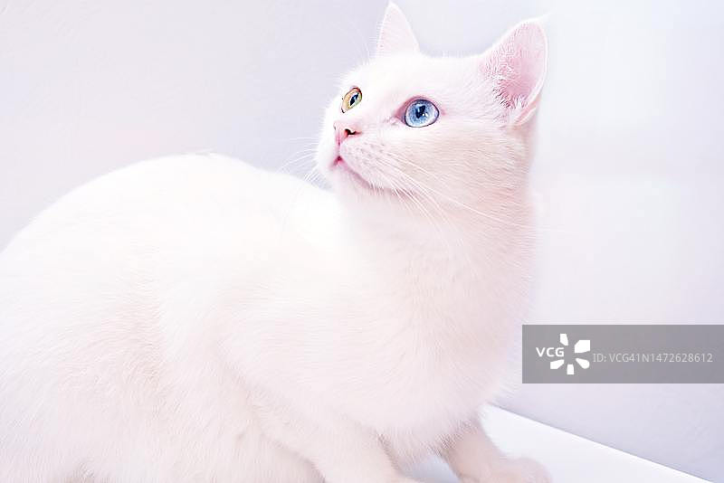 看向远方的猫咪特写，印度尼西亚图片素材