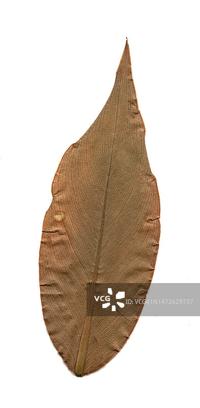 白色背景下的叶子特写（摩洛哥）图片素材