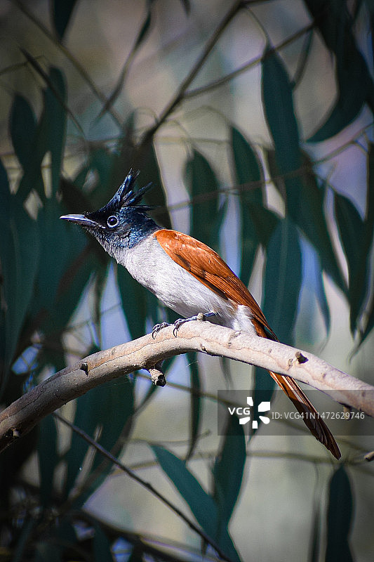 栖息在树枝上的歌鸫特写，美国图片素材