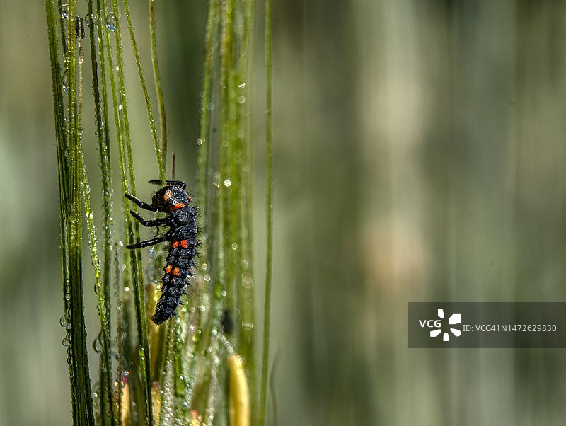 佩德拉托斯卡公园，莱斯普雷塞斯，赫罗纳，西班牙图片素材
