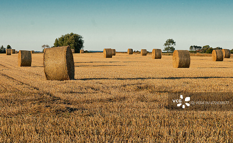 丹麦博根塞晴空下的田野风光图片素材