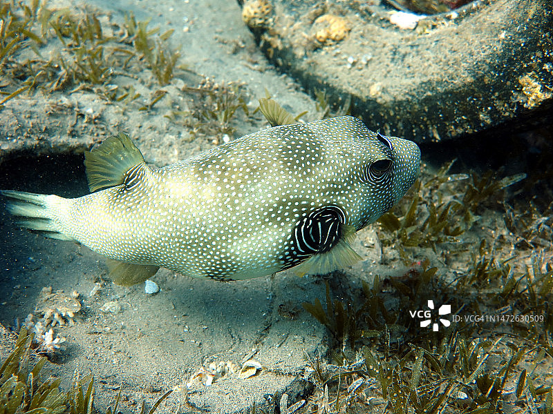 热带气球鱼在海中游动特写图片素材