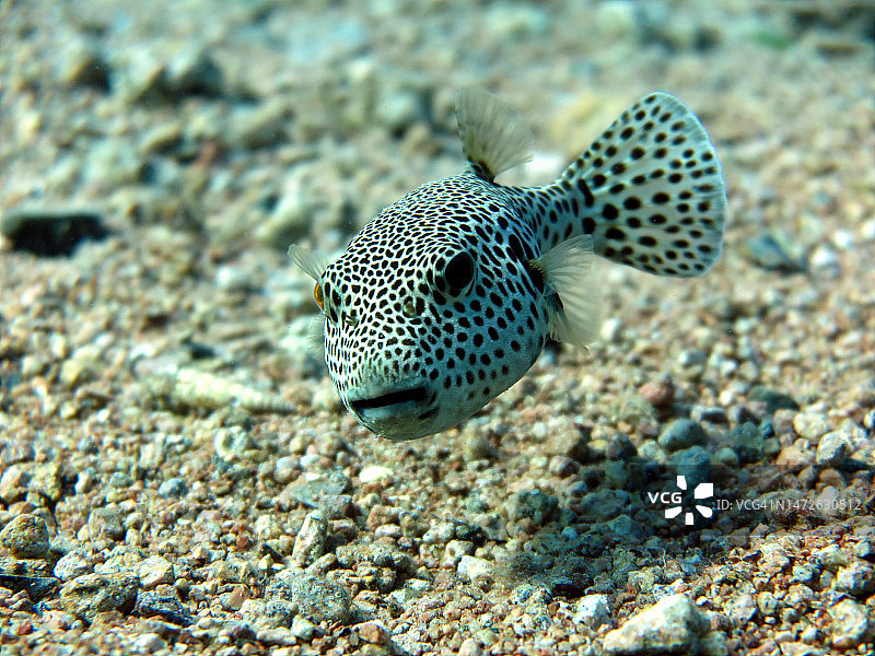 特写：箱鲀在海中游动图片素材