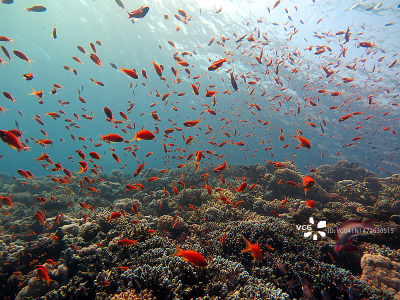 埃及南西奈省红海鱼类和珊瑚礁图片素材