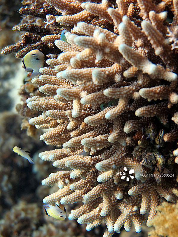 红海鱼类与珊瑚礁图片素材