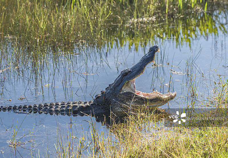 年轻的美洲鳄，美国佛罗里达州大沼泽地图片素材