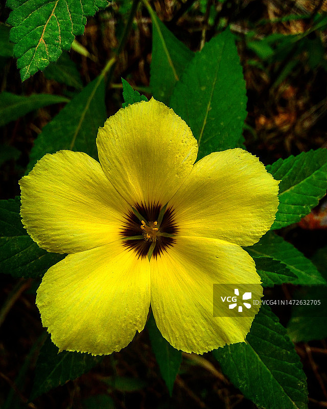 印度尼西亚黄色花卉植物特写图片素材