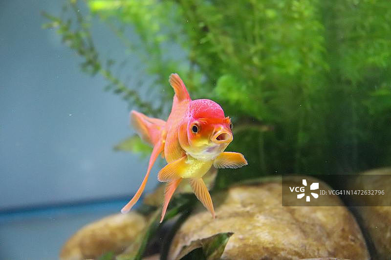 鱼缸中游动的金色淡水热带兰寿金鱼特写图片素材