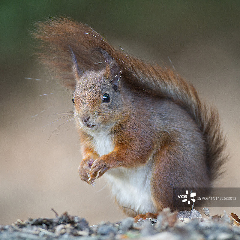 红松鼠尾巴翘起，荷兰胡尔图片素材