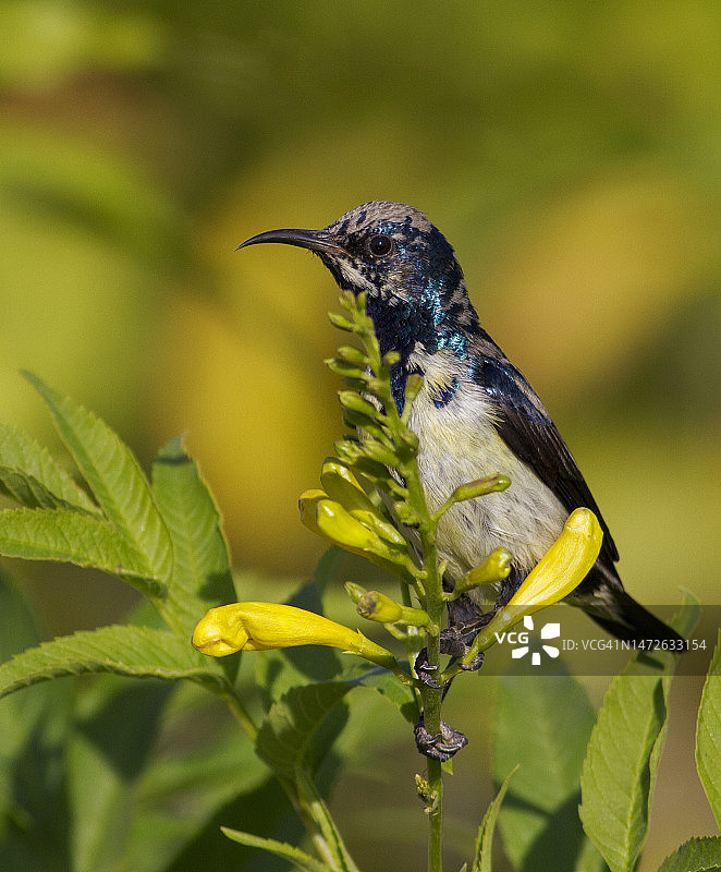阿曼马斯喀特，食蜜鸟栖息在植物上特写图片素材