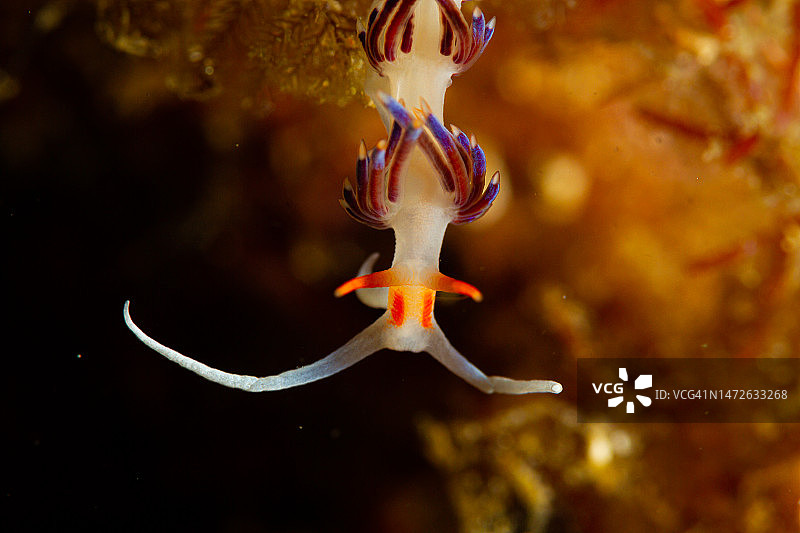 西班牙海中游动的鱼特写图片素材